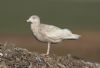 Glaucous Gull at Private site with no public access (Steve Arlow) (90885 bytes)